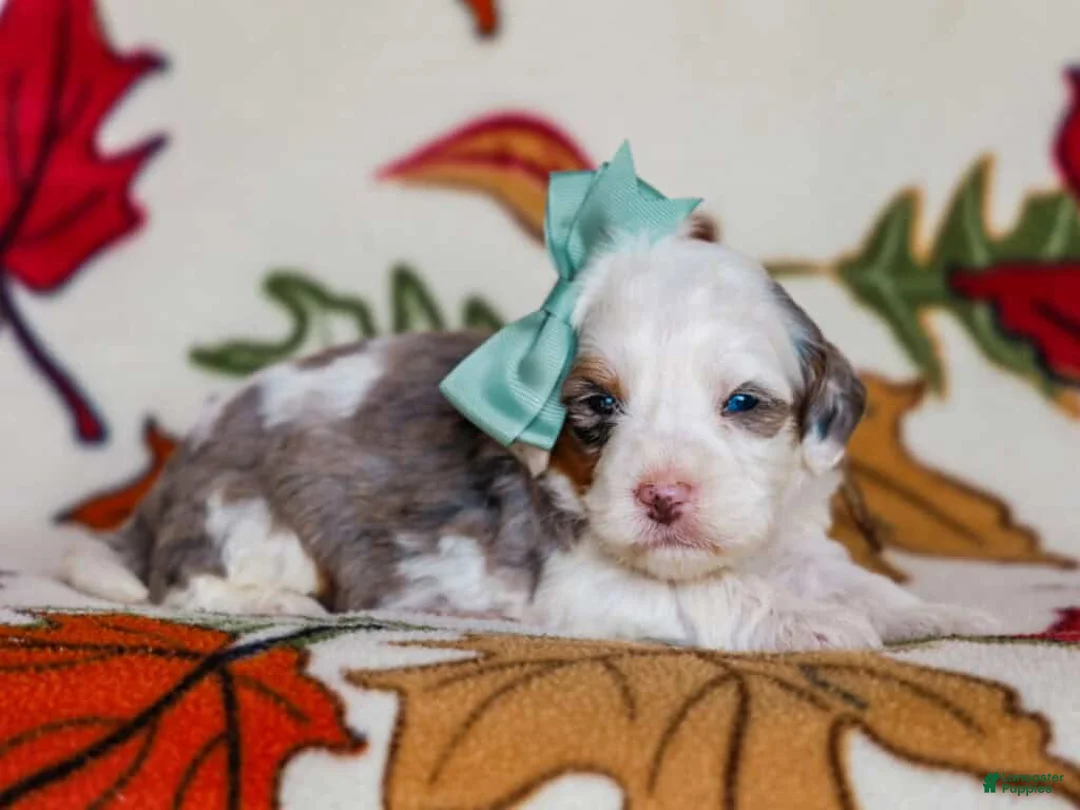 Mini Bernedoodle dogs for sale: Alix - Ad 2