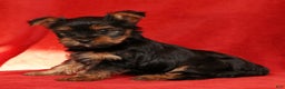 Yorkshire Terrier dogs for sale: Chocolate - Ad 5