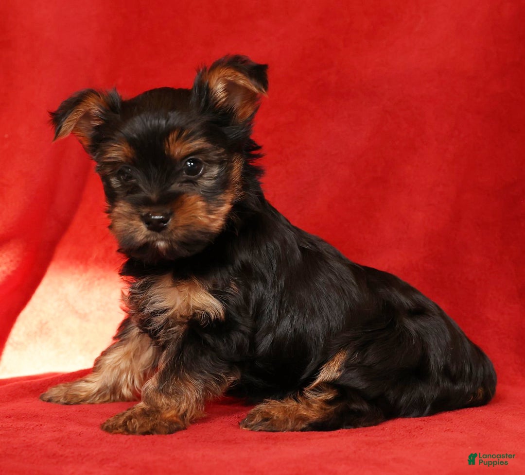 Yorkshire Terrier dogs for sale: Chocolate - Ad 5