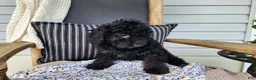 Mini Bernedoodle dogs for sale: Willow - Ad 10