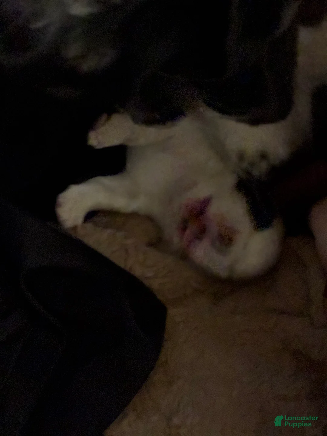 Havapoo dogs for sale:  Puppy 3 - Ad 1