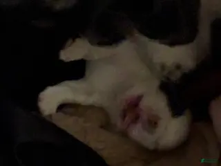 Havapoo dogs Puppy 3 - Ad 1