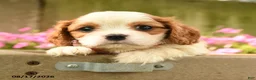 Cavalier King Charles Spaniel dogs for sale: Chester - Ad 5