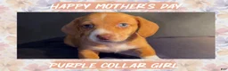 Miniature Dachshund dogs for sale: Purple Collar - Ad 3