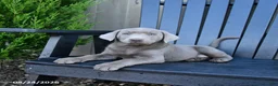 Labrador Retriever dogs for sale: Harmony - Ad 4