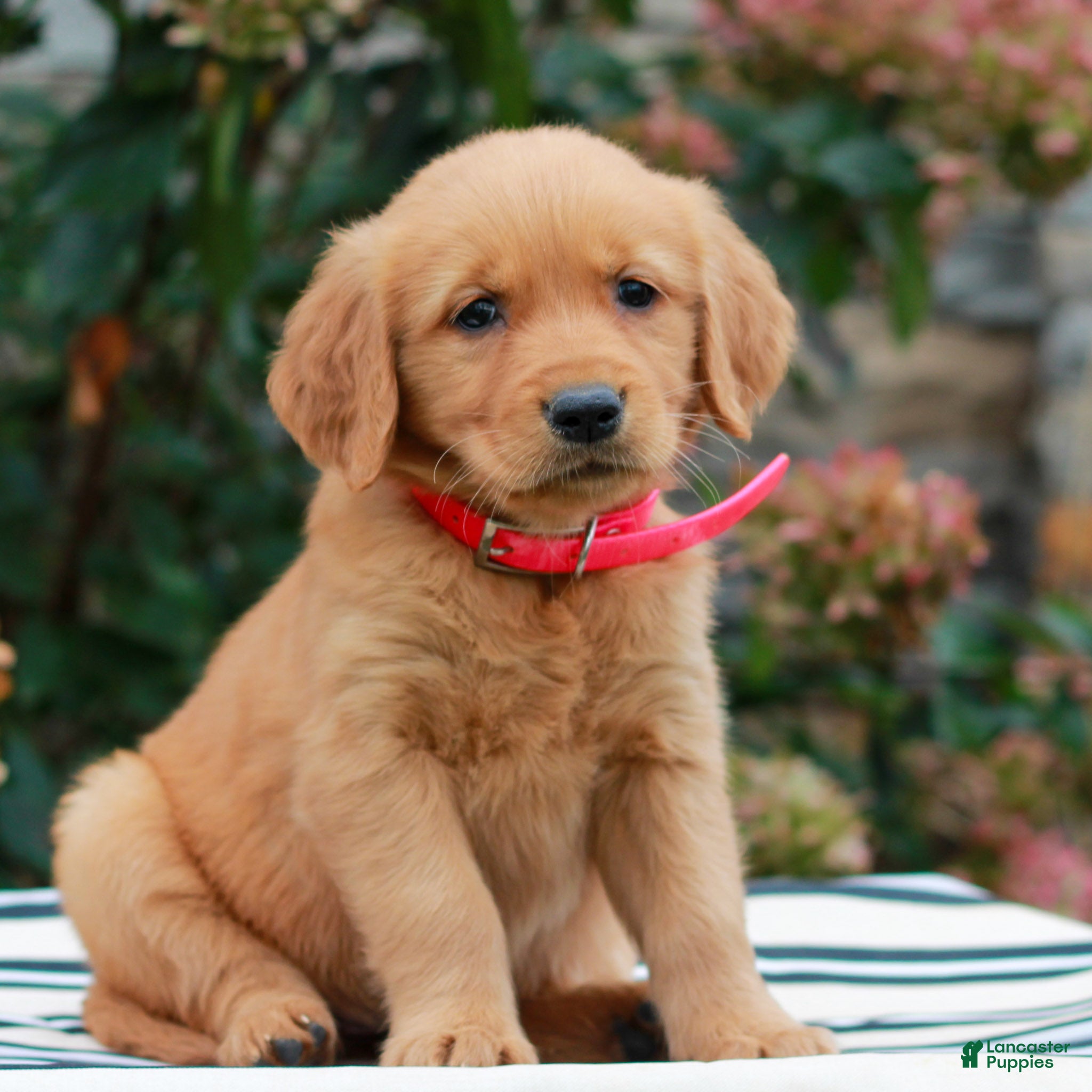 Golden Retriever dogs for sale: Macy  - Ad 2