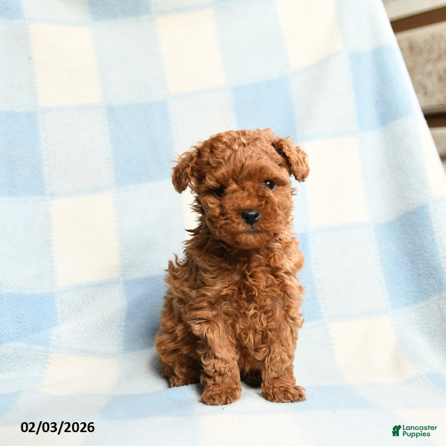 Toy Poodle dogs Starla - Ad 19