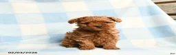 Toy Poodle dogs for sale: Starla - Ad 1