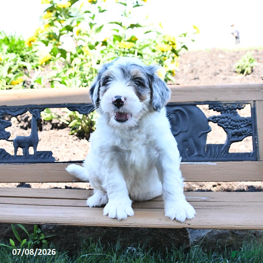 Mini Bernedoodle dogs Lightning - Ad 2