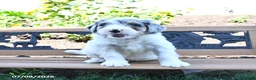 Mini Bernedoodle dogs for sale: Lightning - Ad 2