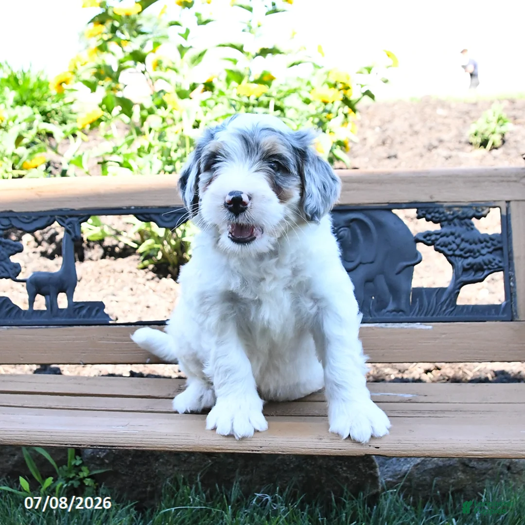 Mini Bernedoodle dogs for sale: Lightning - Ad 2