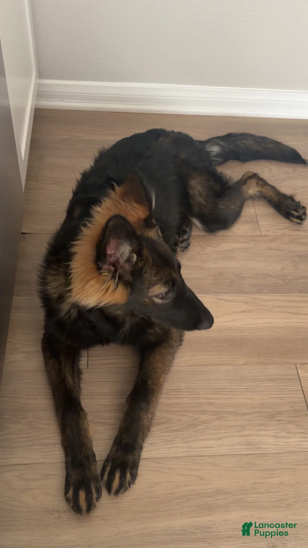 German Shepherd dogs for sale: Moza  - Ad 2
