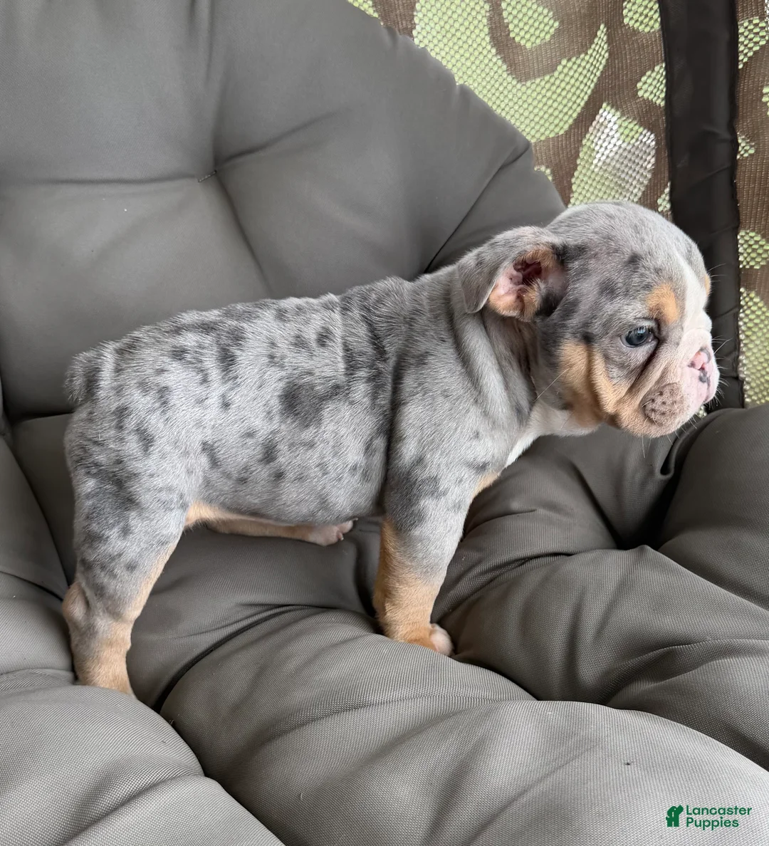 English Bulldog dogs for sale: lynn- TAKE HOME TODAY - Ad 2