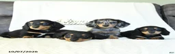 Miniature Dachshund dogs for sale: Christopher - Ad 5