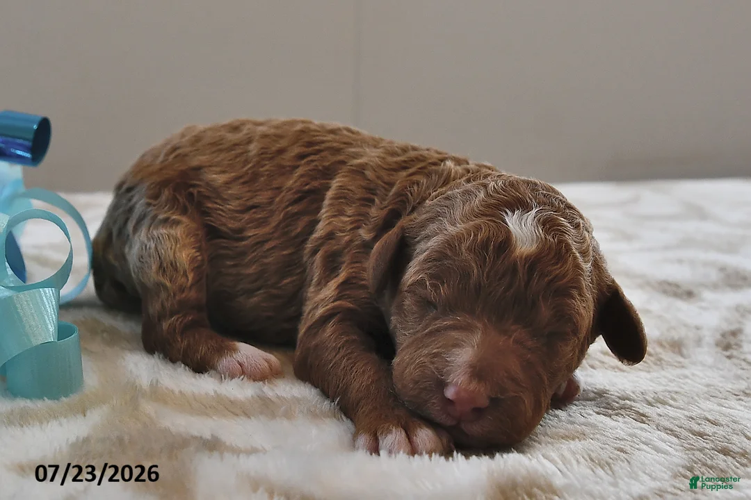 Mini Goldendoodle dogs for sale: Louie - Ad 1