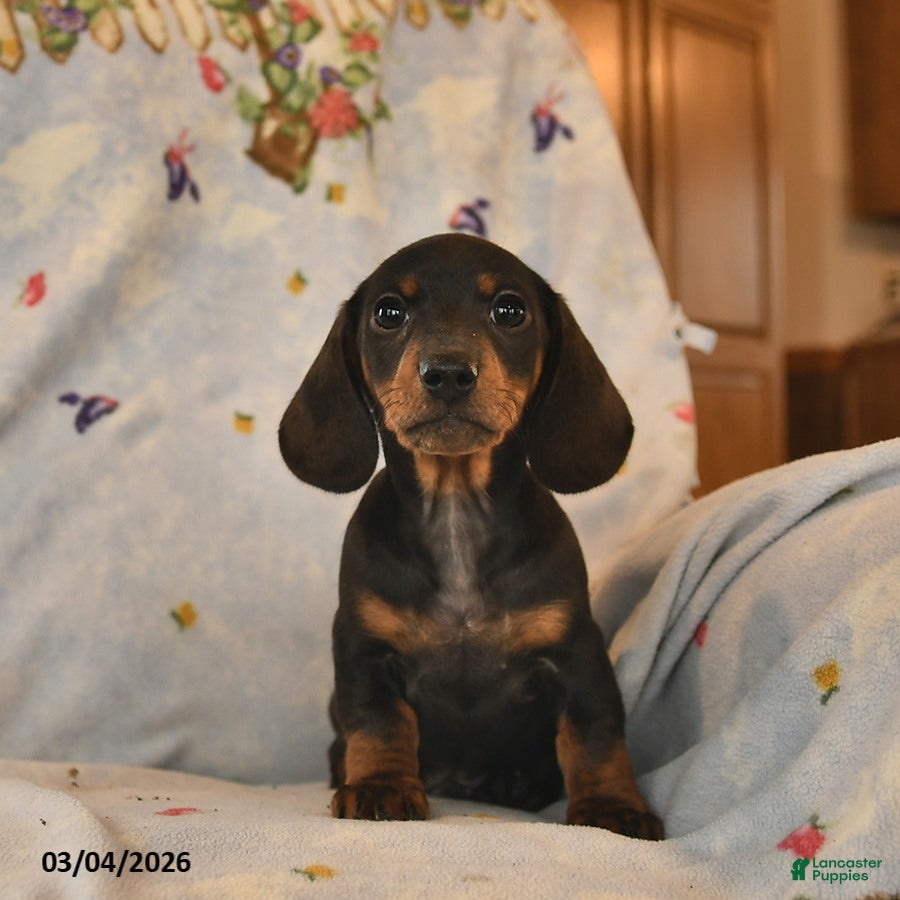 Dachshund dogs Blaze  - Ad 2