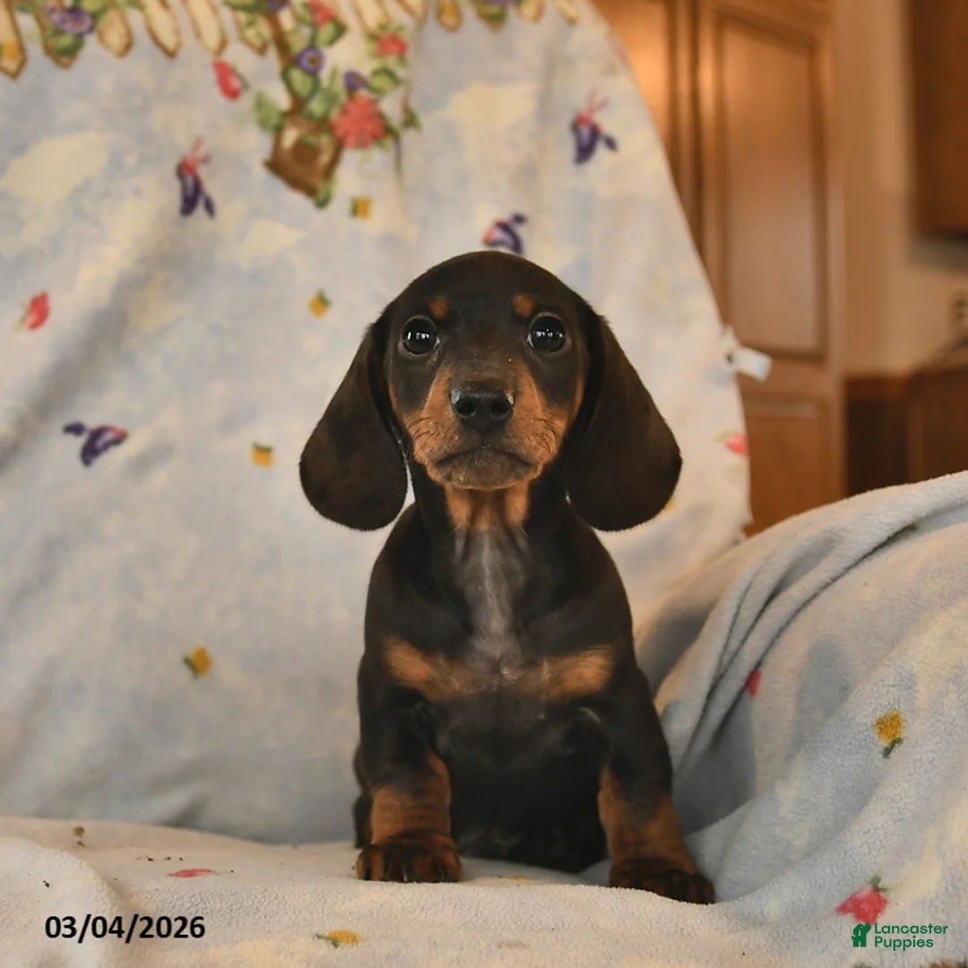 Dachshund dogs for sale: Blaze  - Ad 2