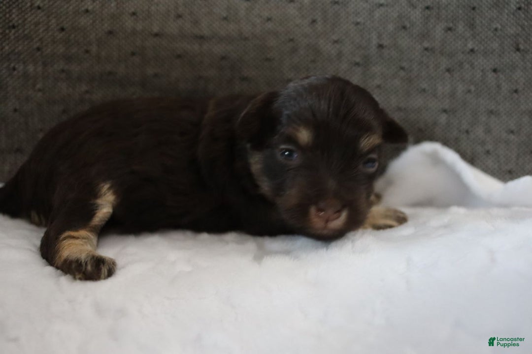 Havanese dogs for sale: Hershey Kiss - Ad 8