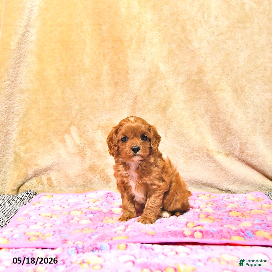 Cavapoo dogs Mandi - Ad 1