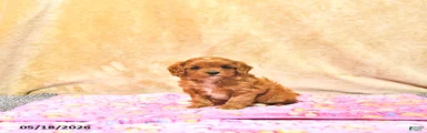 Mandi
