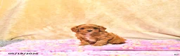 Cavapoo dogs for sale: Mandi - Ad 1