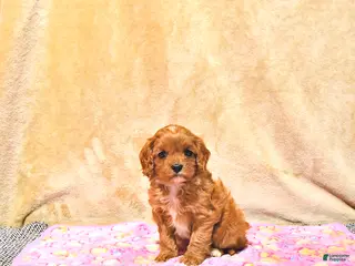 Cavapoo dogs for sale: Mandi - Ad 4