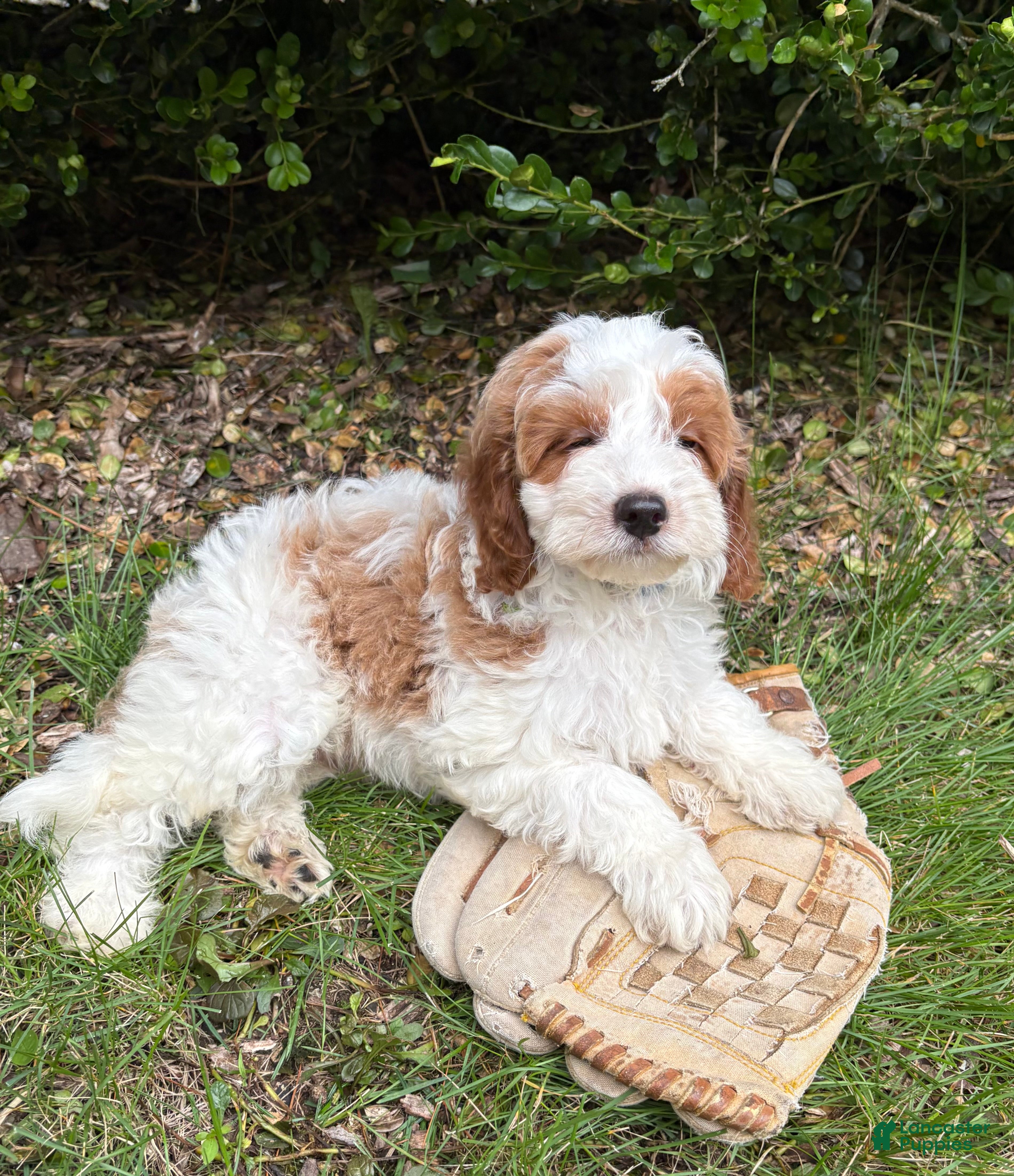 Goldendoodle dogs Abe  - Ad 1