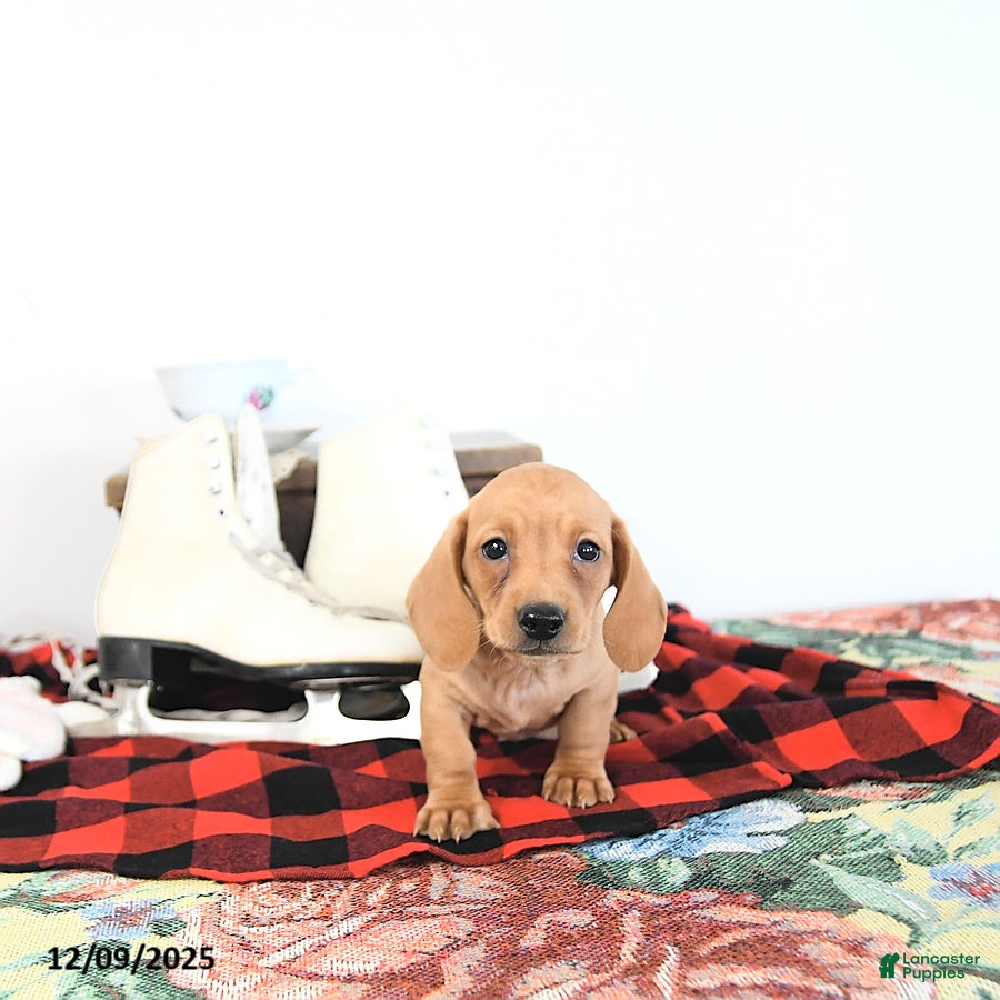 Miniature Dachshund dogs Travis - Ad 15