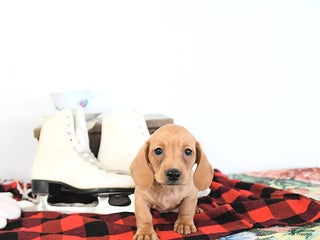 Miniature Dachshund dogs Travis - Ad 8
