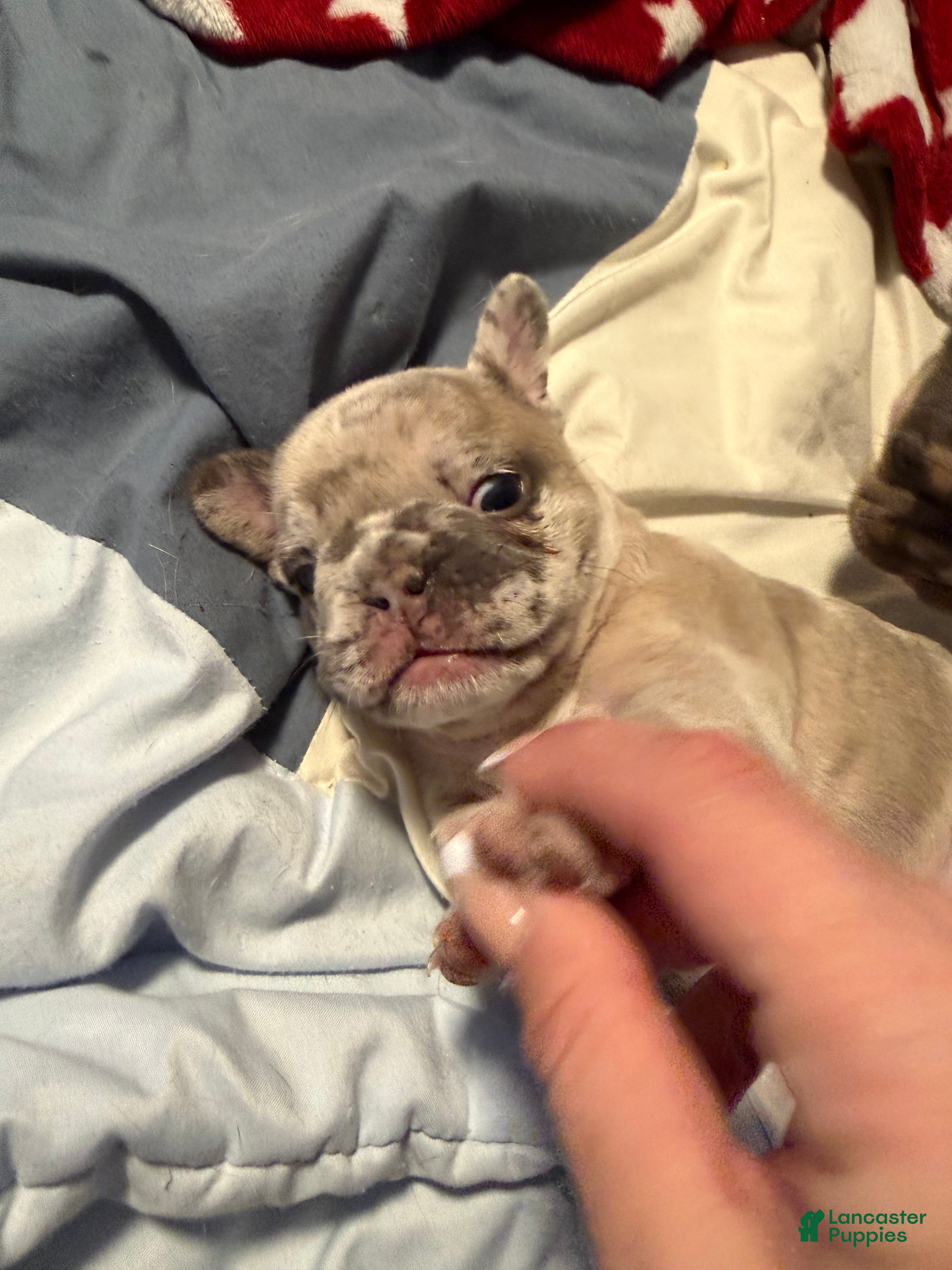 French Bulldog dogs for sale: French Bulldog Puppy 2 - Ad 2