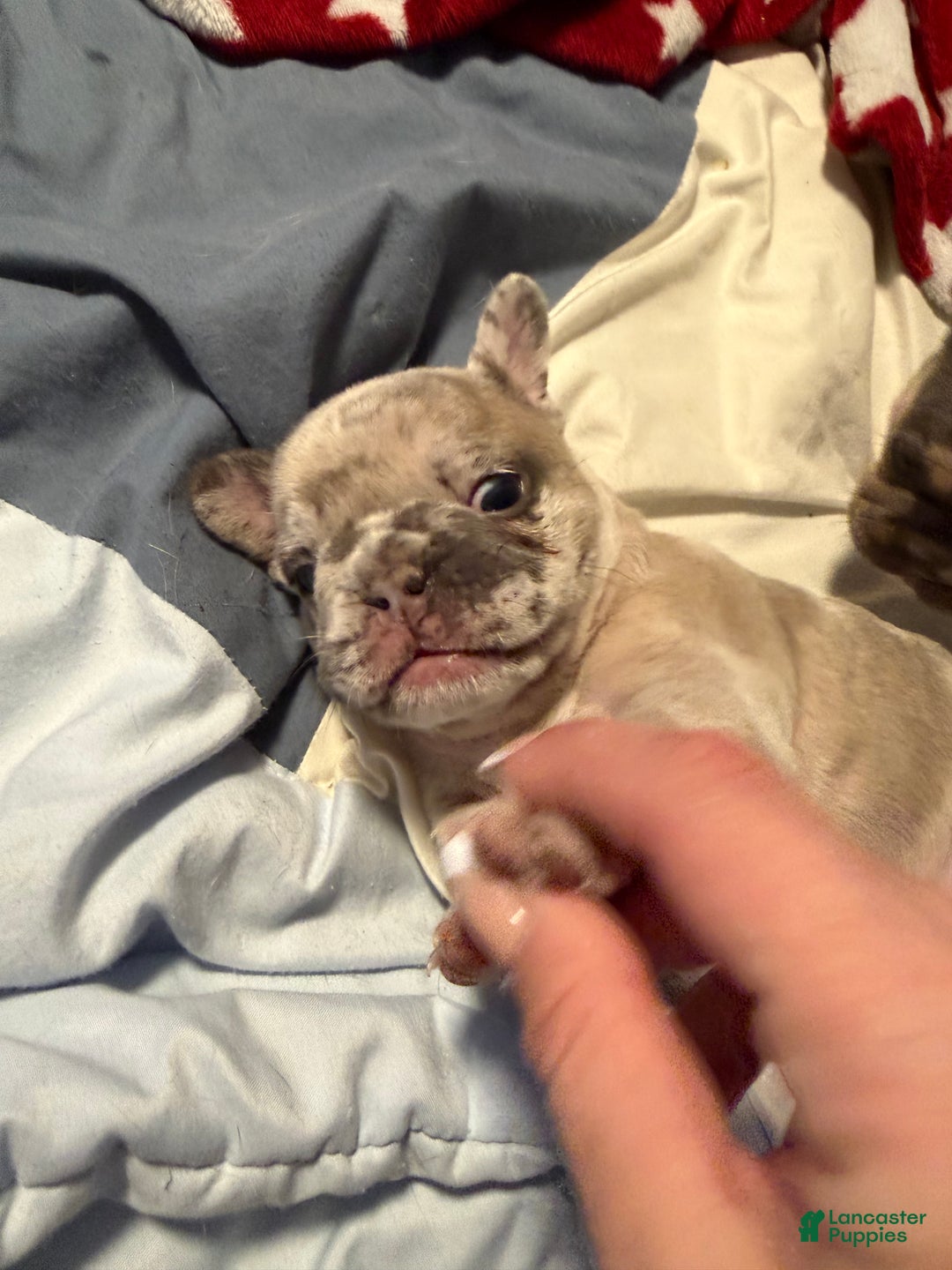 French Bulldog dogs for sale: French Bulldog Puppy 2 - Ad 1