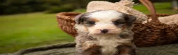 Mini Bernedoodle dogs for sale: Harvest F1 Mini Bernedoodle  - Ad 7