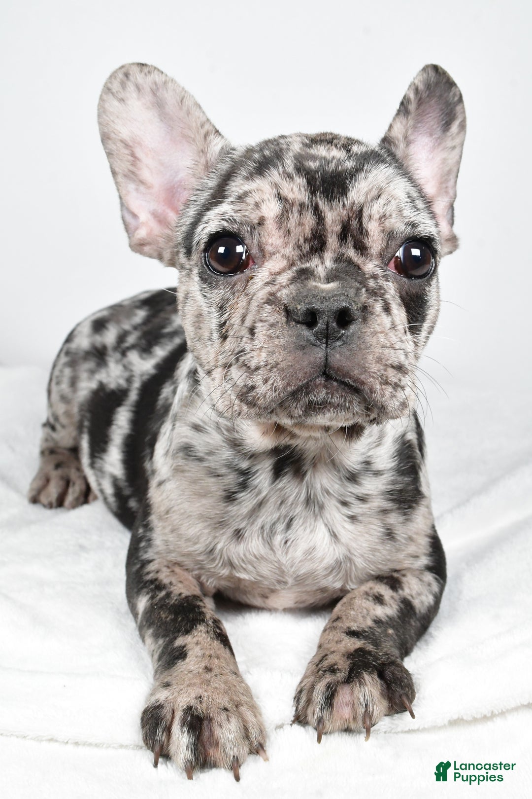 French Bulldog dogs for sale: Sandy - Ad 1