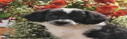 Portuguese Water Dog dogs for sale: Glory - Ad 4