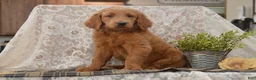Goldendoodle dogs for sale: Summer - Ad 5