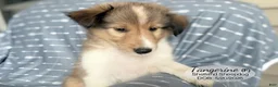 Shetland Sheepdog dogs for sale: Tangerine - Ad 4