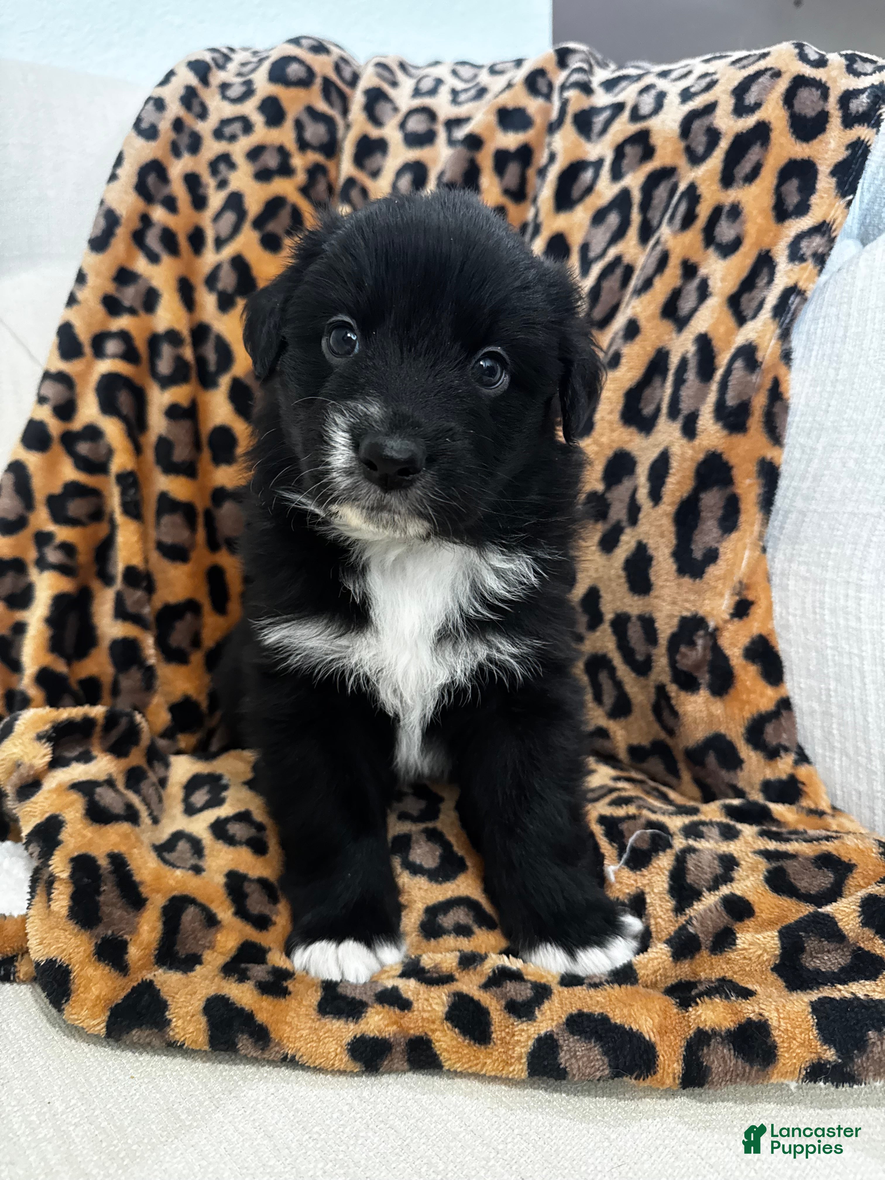Australian Shepherd dogs Australian Shepherd Puppy 3 - Ad 6