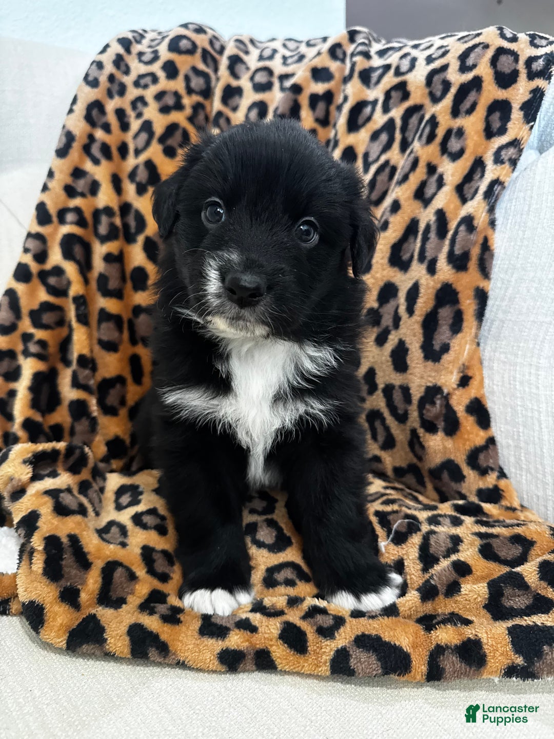 Australian Shepherd dogs for sale: Australian Shepherd Puppy 3 - Ad 1