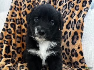 Australian Shepherd dogs Australian Shepherd Puppy 3 - Ad 6