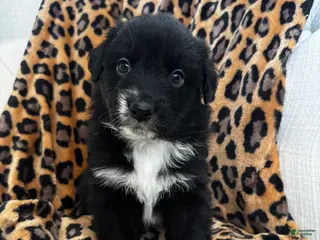 Australian Shepherd dogs Australian Shepherd Puppy 3 - Ad 4