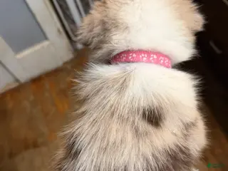 Australian Shepherd dogs Pink - Ad 10