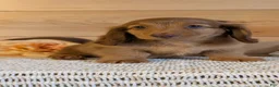 Miniature Dachshund dogs for sale: Heath  - Ad 3