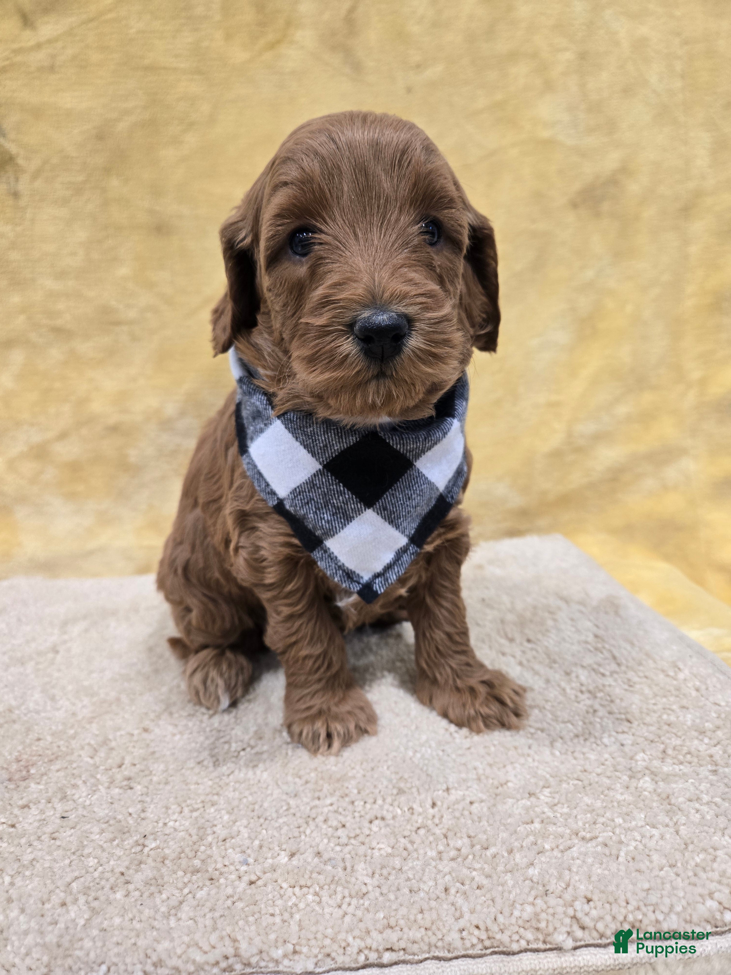Mini Goldendoodle dogs Oakley  - Ad 13