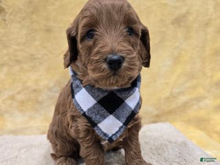 Mini Goldendoodle dogs Oakley - Ad 34