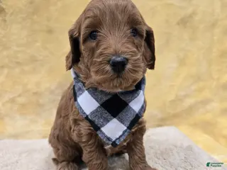 Mini Goldendoodle dogs Oakley - Ad 15