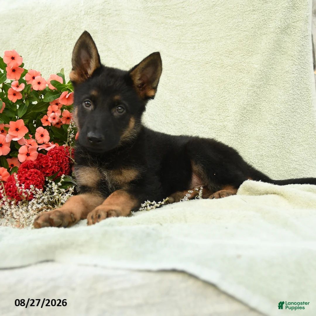 German Shepherd dogs for sale: Wilhelm  - Ad 2