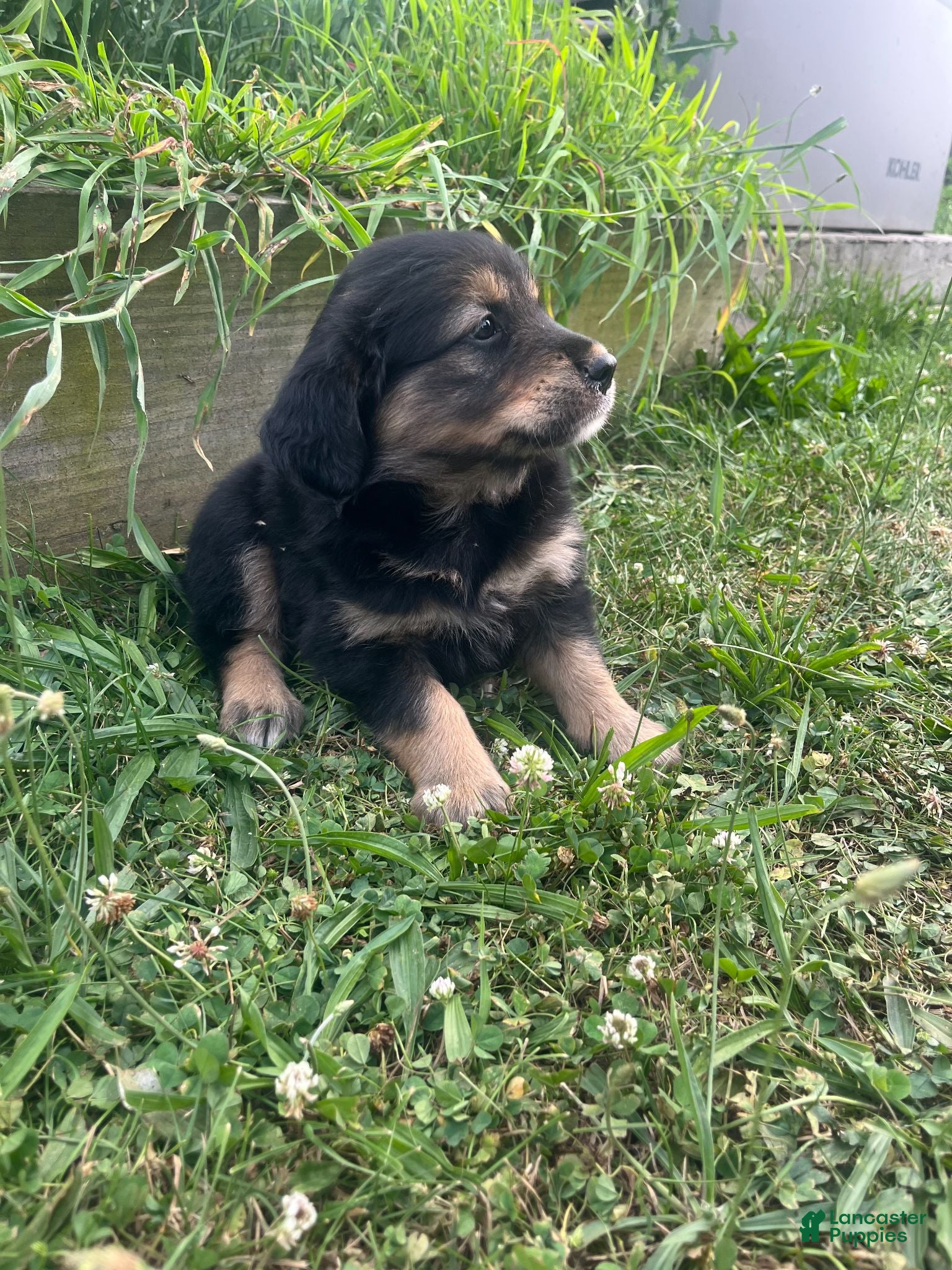 Mixed Breed dogs Lee - Ad 1