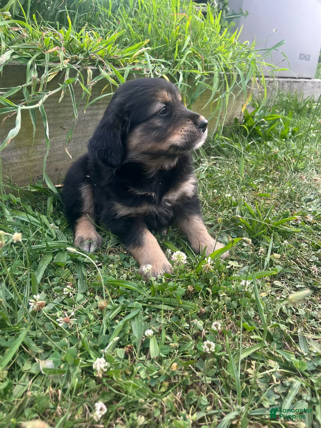 Mixed Breed dogs for sale: Lee - Ad 1