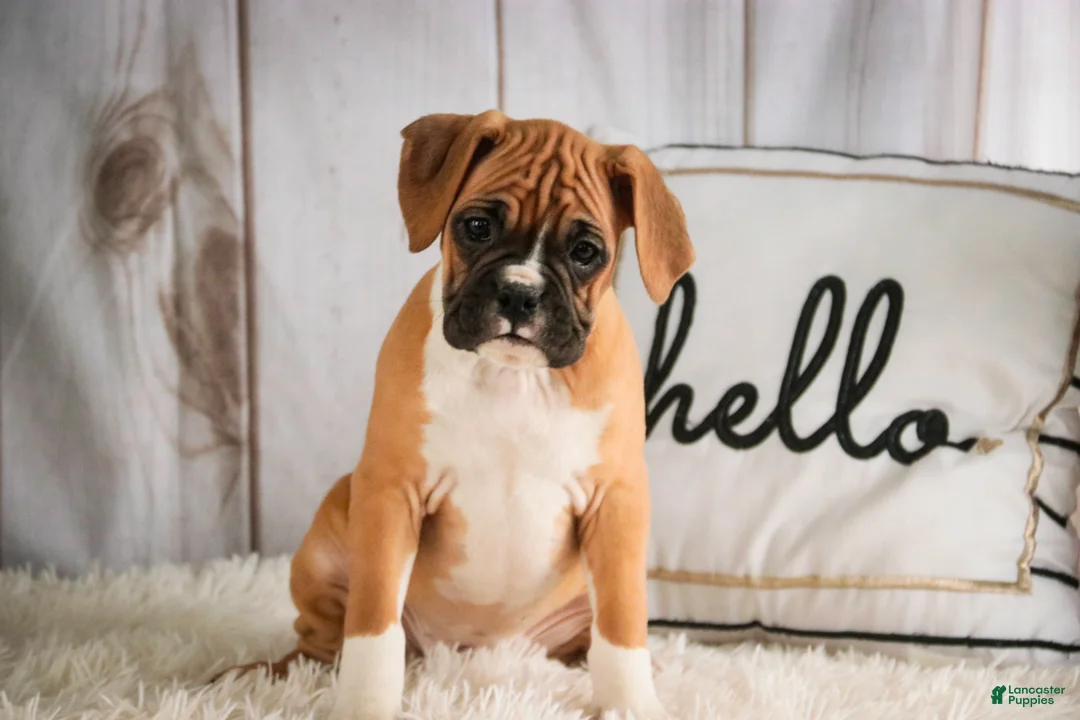 Boxer dogs for sale: Terra - Ad 2