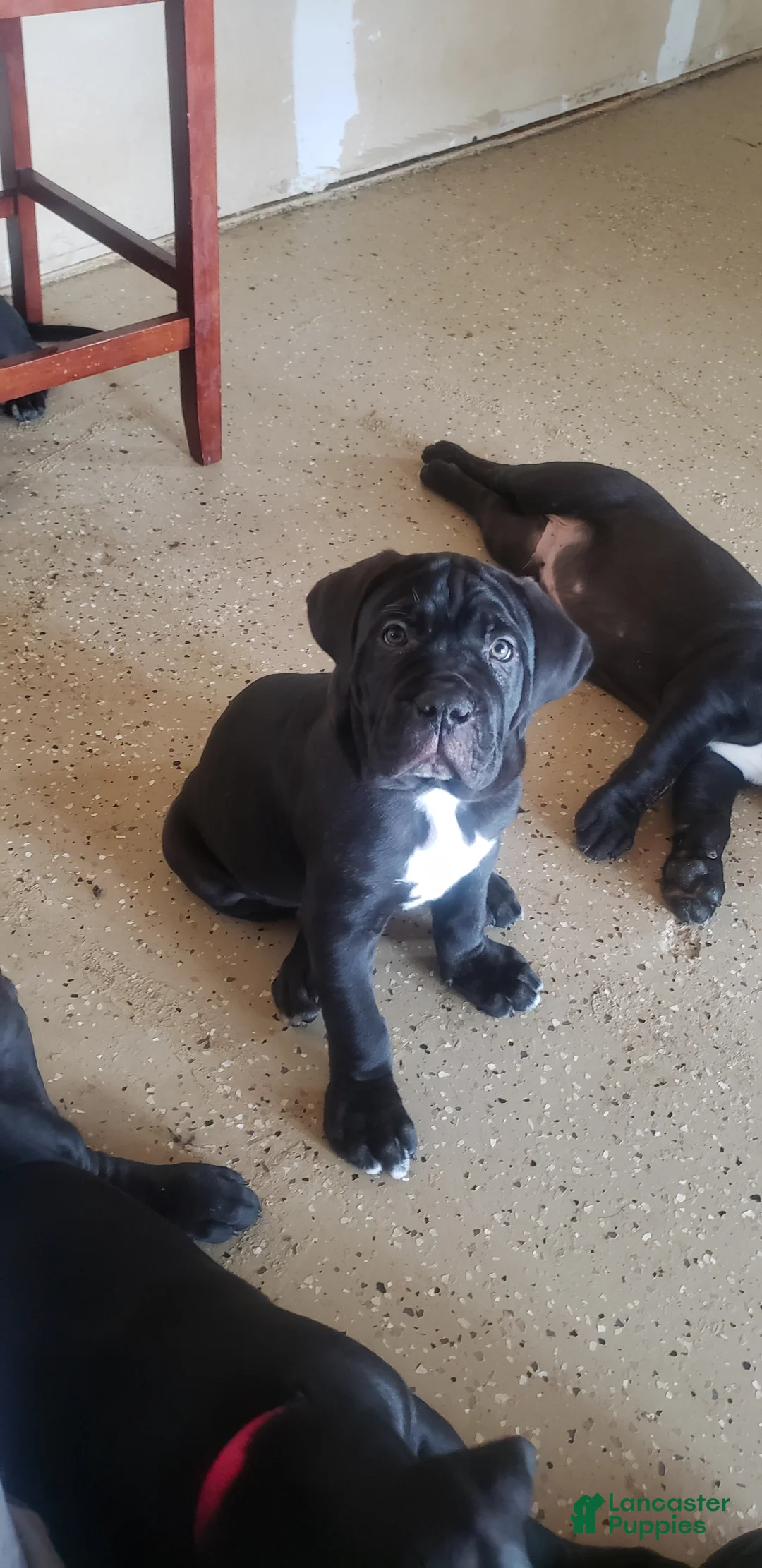 Cane Corso dogs for sale: Cane Corso Puppy 4 pink  - Ad 1